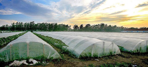 沒出倉庫就發(fā)黃，塑料吹膜如何選擇熒光增白劑？